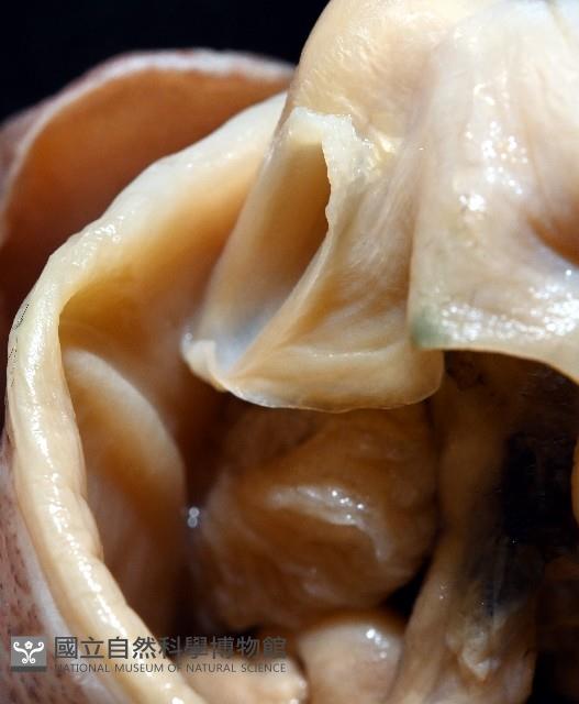 雙乳突僧頭烏賊藏品圖，第5張