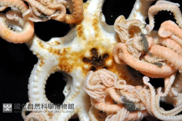 北極筐蛇尾藏品圖，第5張