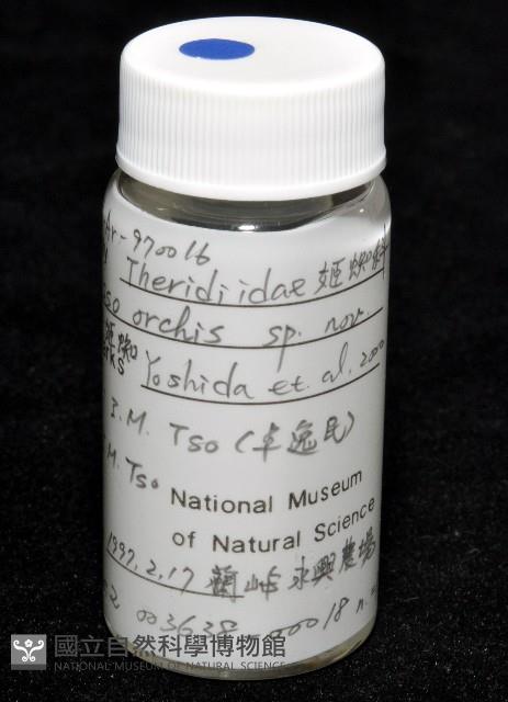 蘭嶼金姬蛛藏品圖，第5張