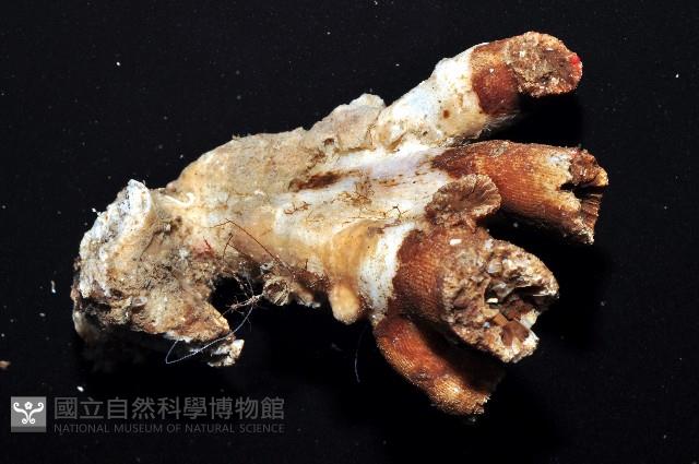 軸樹珊瑚(軸木珊瑚)藏品圖，第5張