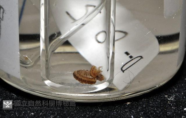 南方東京泡馬陸藏品圖，第5張
