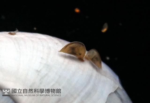 紫螺藏品圖，第5張