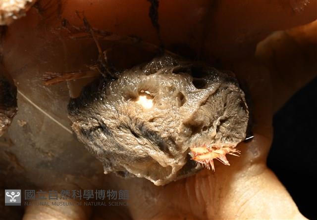 寄居蟹鞘群海葵藏品圖，第5張