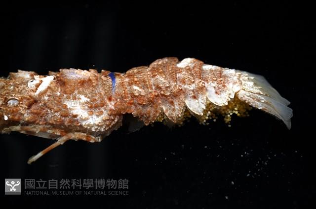短角硬甲蟬蝦藏品圖，第5張