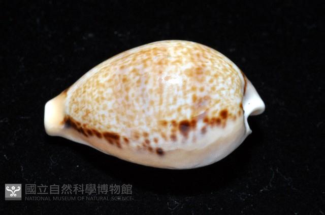 玉女寶螺藏品圖，第5張