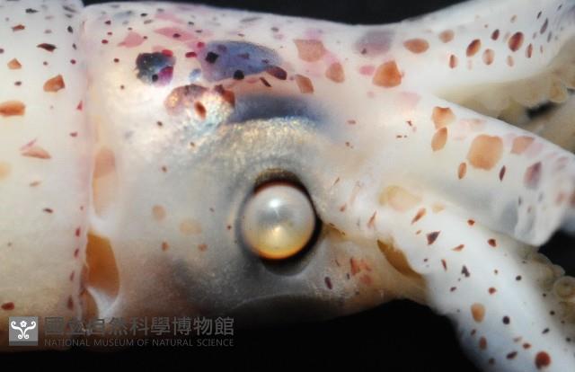 奧蘭鳶柔魚藏品圖，第5張
