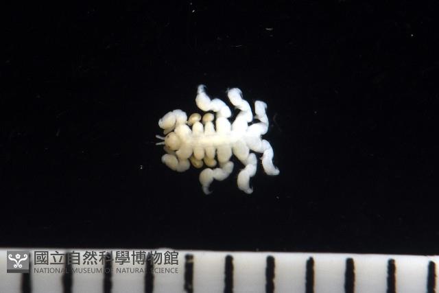 鯨虱的一種藏品圖，第5張