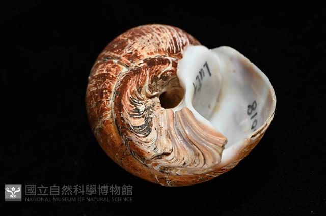 霧花鳳螺(華南鳳螺)藏品圖，第5張