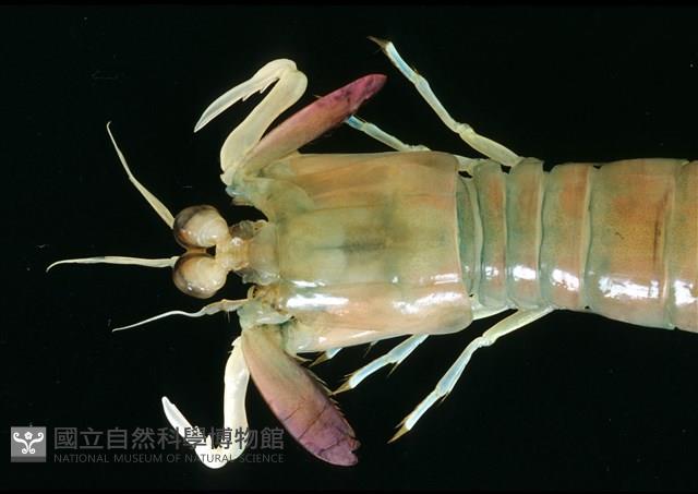 脊尾齒指蝦蛄藏品圖，第5張