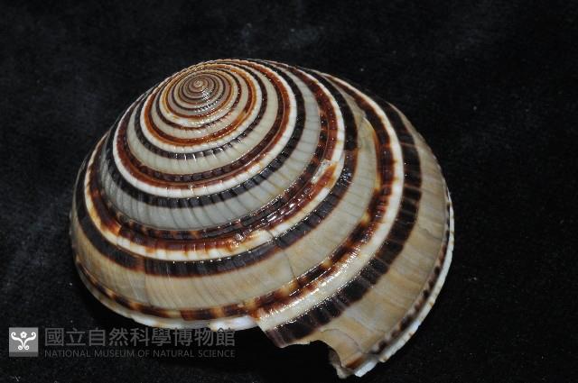 黑線車輪螺藏品圖，第5張