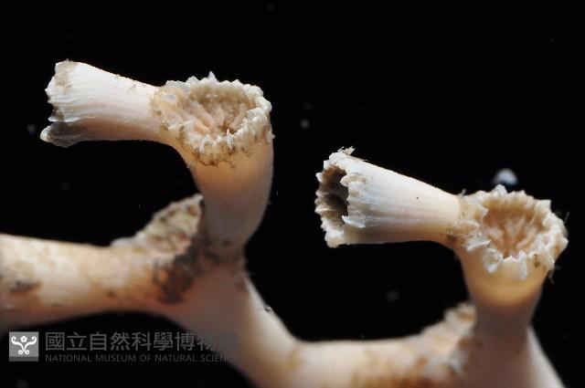 枝狀多目珊瑚藏品圖，第5張