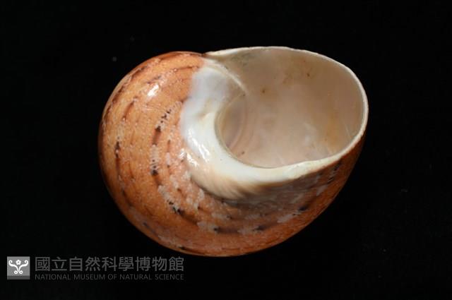 芮氏蠑螺藏品圖，第5張