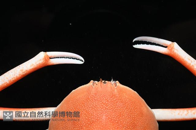 大等螯蟹藏品圖，第5張