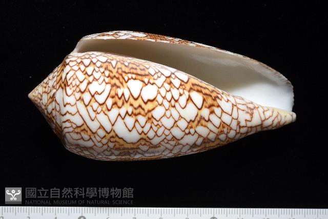 織錦芋螺藏品圖，第5張