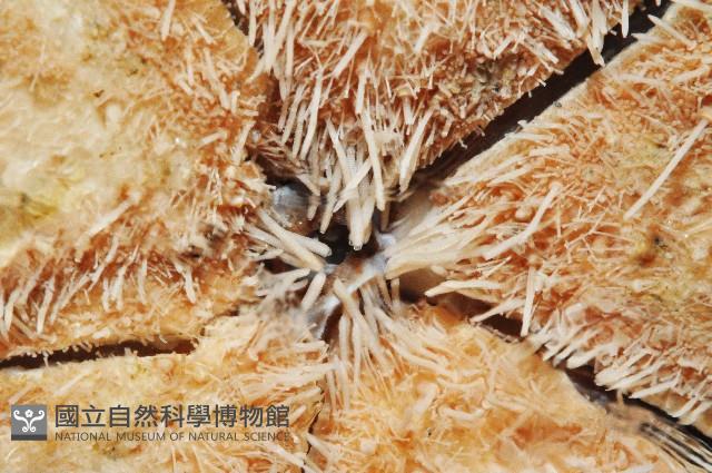 富士餅乾海膽藏品圖，第5張