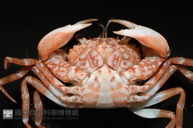 太陽強蟹藏品圖，第5張