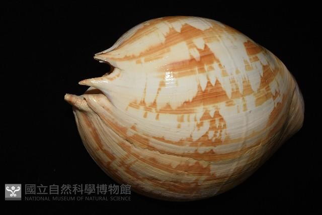閃電椰子渦螺藏品圖，第5張