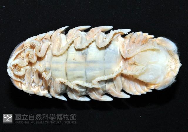 紡錘水虱之一種藏品圖，第5張