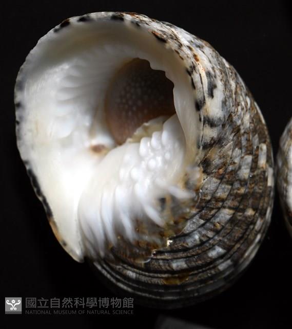 大圓蜑螺藏品圖，第5張
