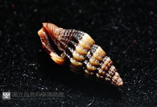 鏡花蛹筆螺藏品圖，第5張