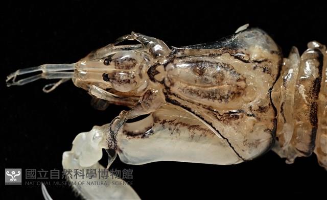 白斑綠蝦蛄藏品圖，第5張