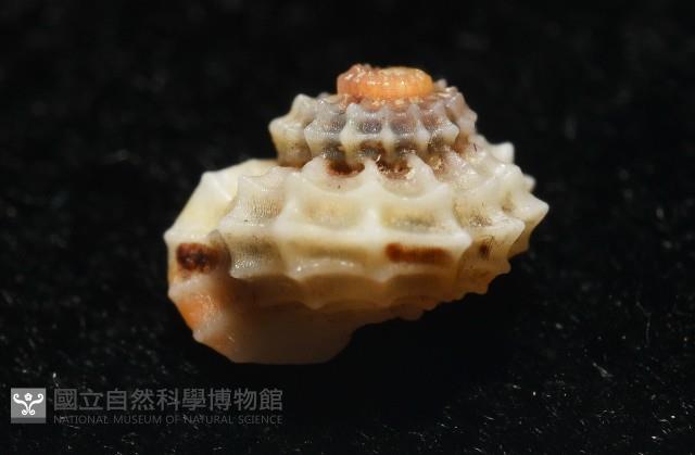大溪花冠螺藏品圖，第5張