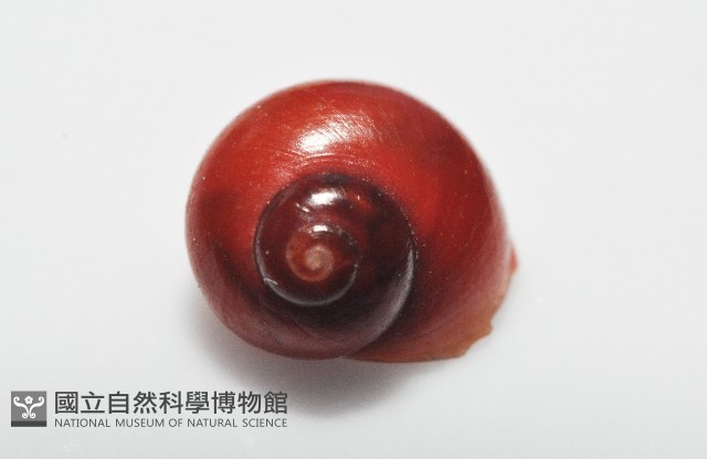 停雲蠑螺藏品圖，第5張