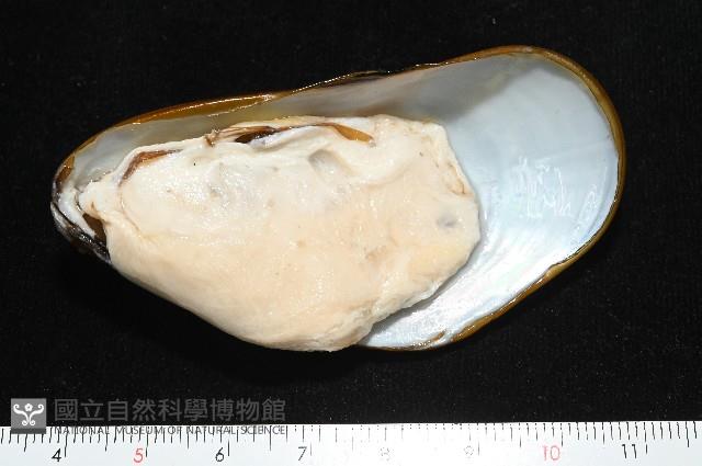 平端深海殼菜蛤藏品圖，第5張