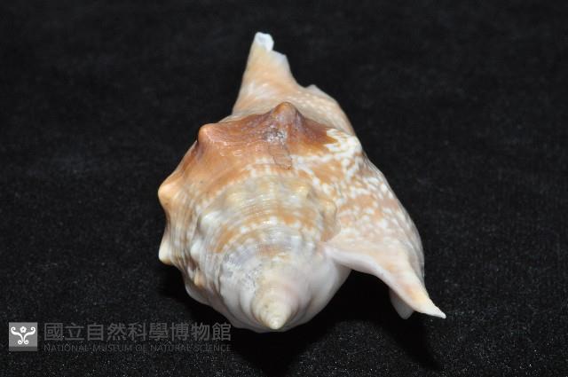 紅袖鳳凰螺藏品圖，第5張