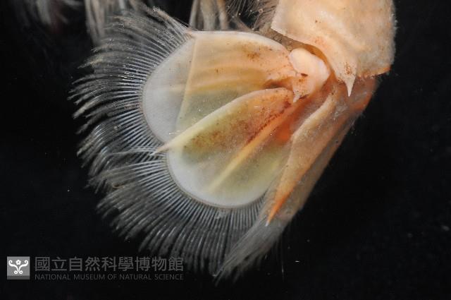 史氏擬海螯蝦藏品圖，第5張
