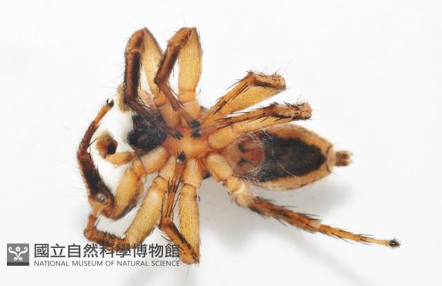 雙帶扁蠅虎藏品圖，第5張