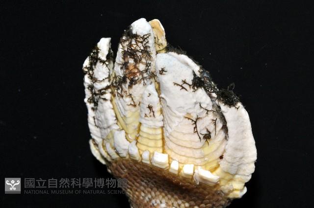 龜足茗荷(龜爪茗荷)藏品圖，第5張