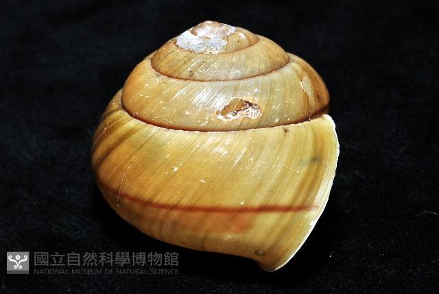 金崙栗蝸藏品圖，第5張