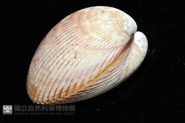 長鳥尾蛤藏品圖，第5張