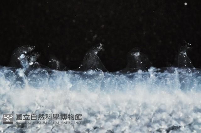 大西洋火體蟲藏品圖，第5張