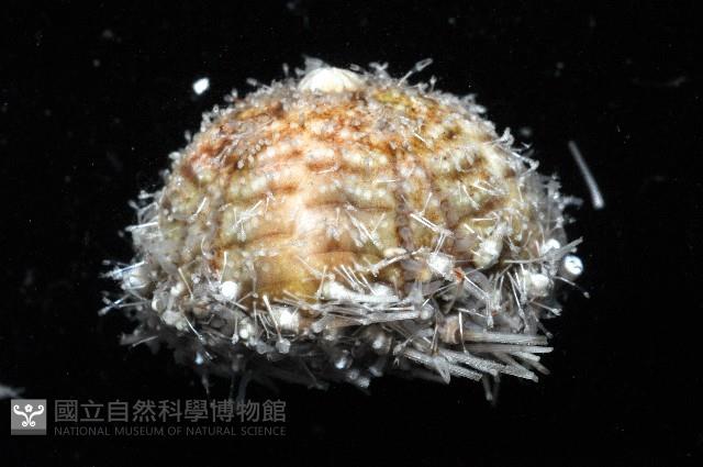 未知種深海皇冠海膽藏品圖，第5張