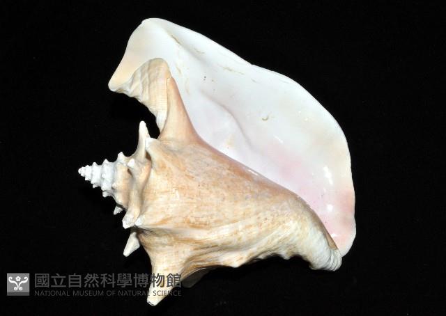 女王鳳凰螺藏品圖，第5張
