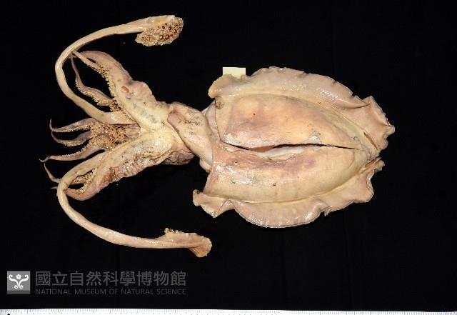 白斑烏賊藏品圖，第5張