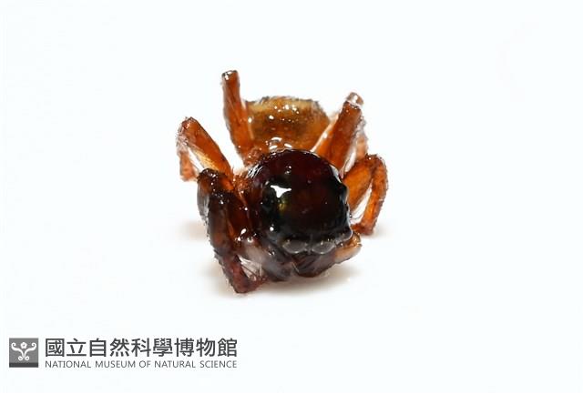 安德遜蠅虎藏品圖，第5張