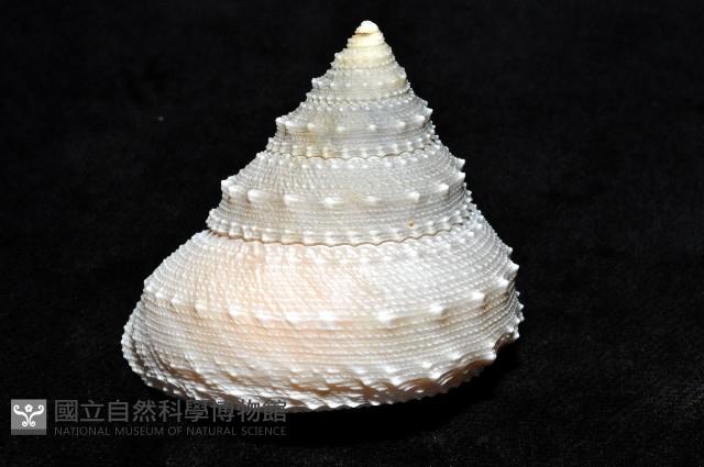 白鐘螺藏品圖，第5張