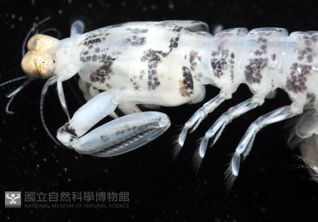 豹斑幼嫩蝦蛄藏品圖，第5張