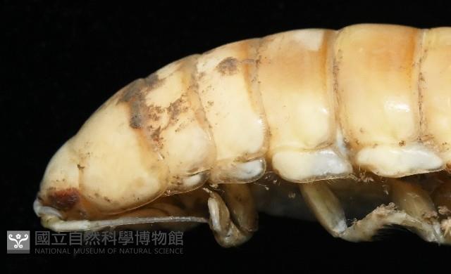 未知種浪漂水虱藏品圖，第5張