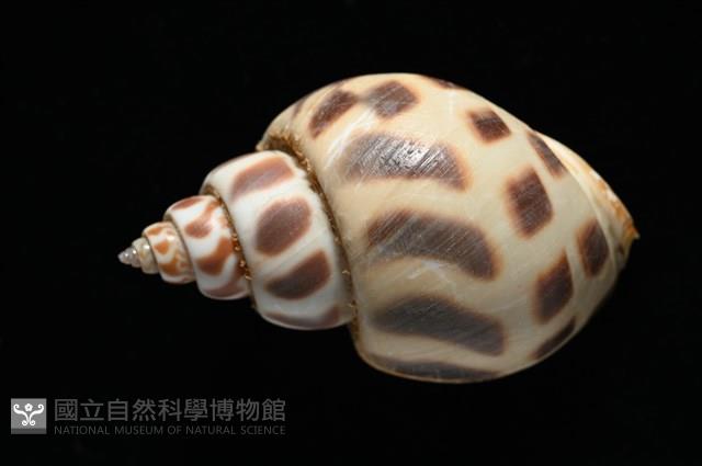 開氏鳳螺藏品圖，第5張