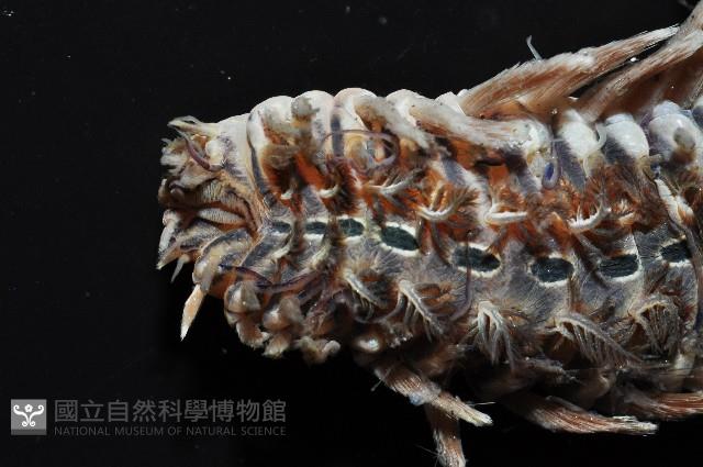 黃海毛蟲藏品圖，第5張
