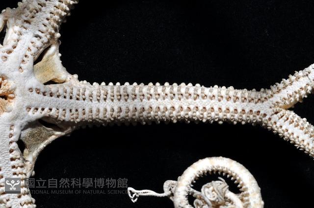 筐蛇尾之一種藏品圖，第5張