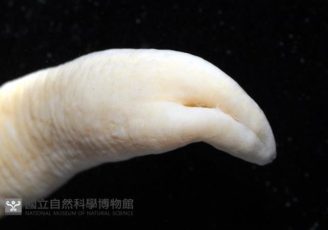 無溝紐蟲之一種藏品圖，第5張