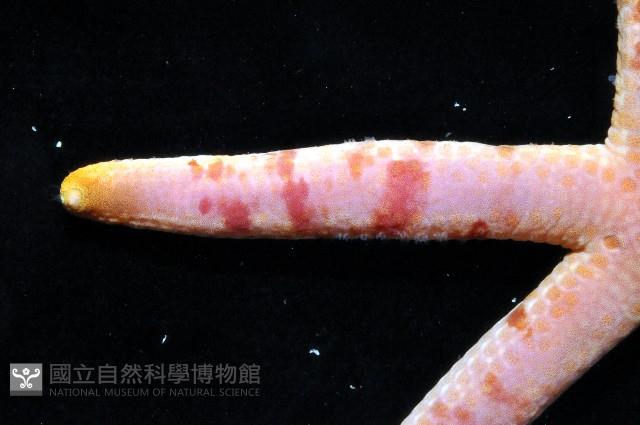 藍指海星藏品圖，第5張