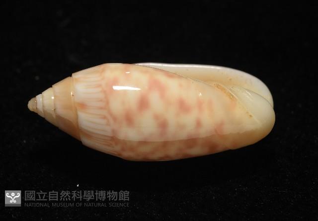 巴金森氏榧螺藏品圖，第5張