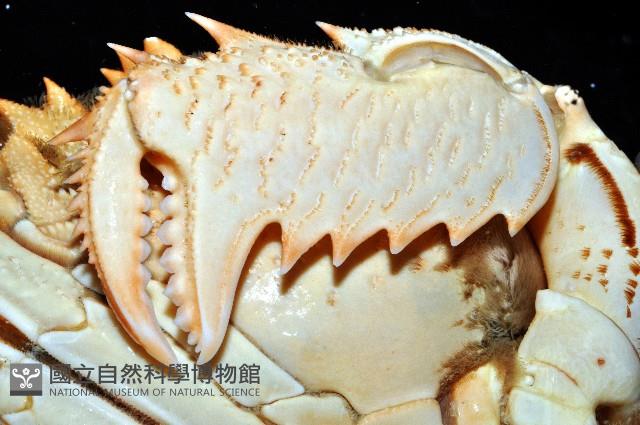 蛙形蟹藏品圖，第5張
