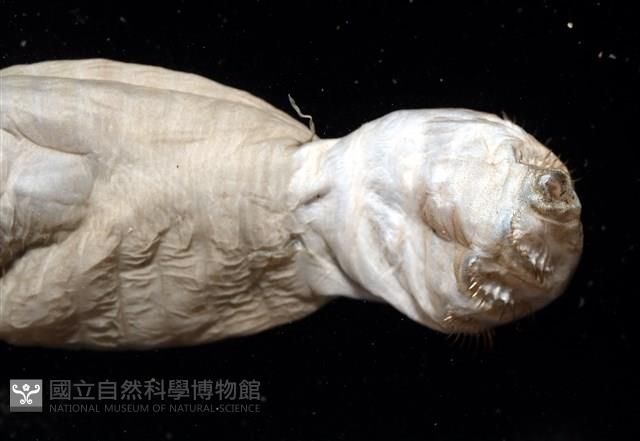 不倒翁蟲藏品圖，第5張